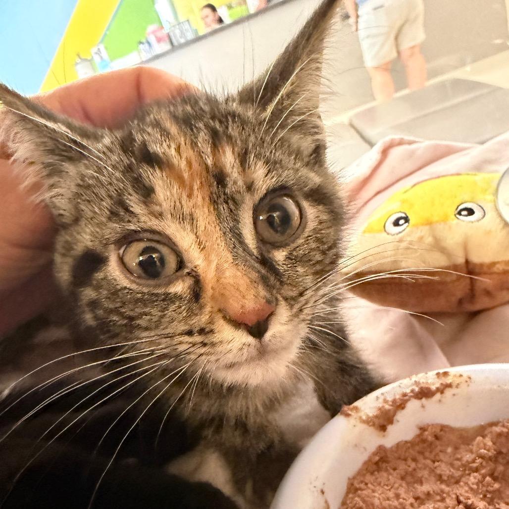 Enlarge The Thing, a Adoptable Domestic Short Hair in Red House, WV image 1/2