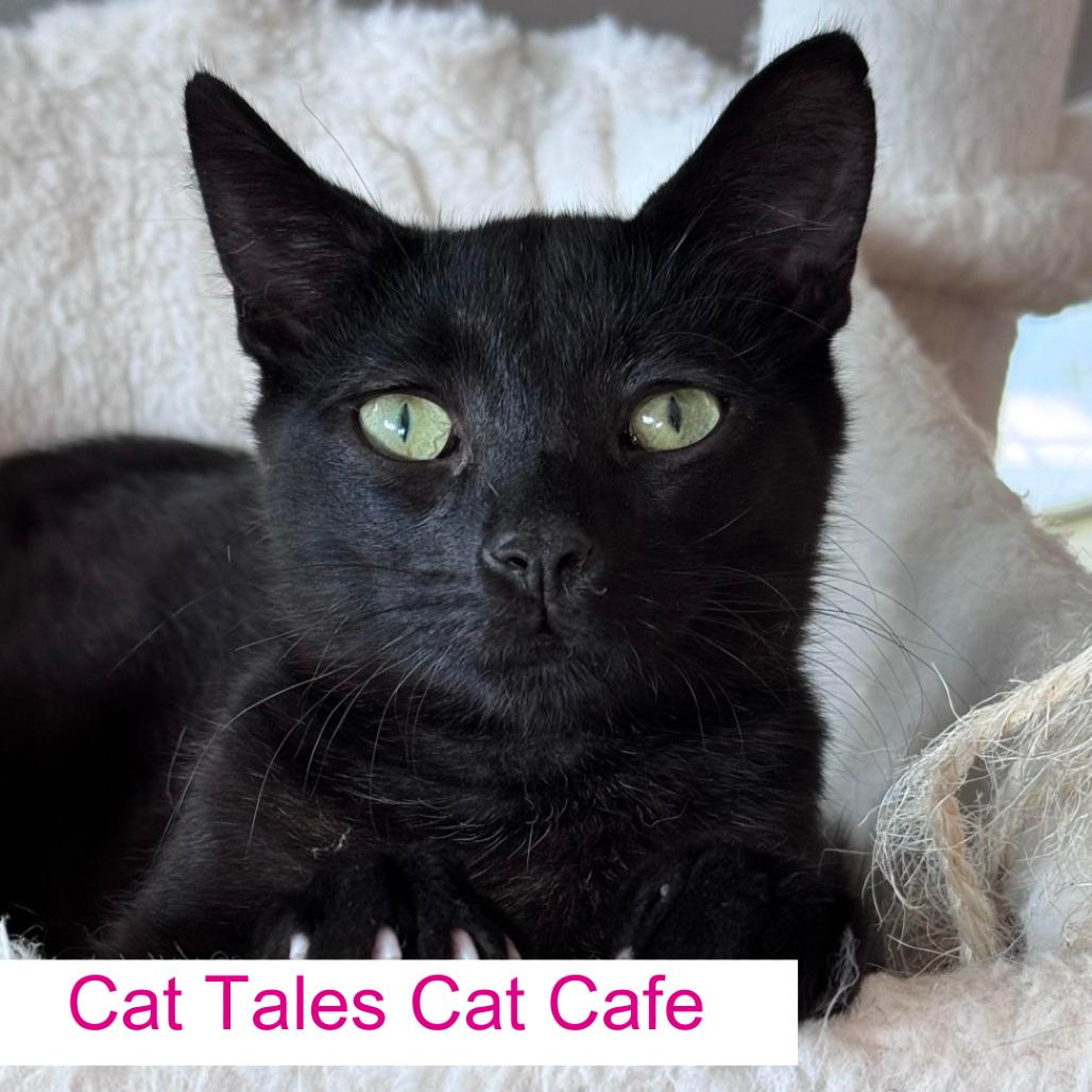 Enlarge Dil, a Adoptable Domestic Short Hair in Chapel Hill, NC image 1/1