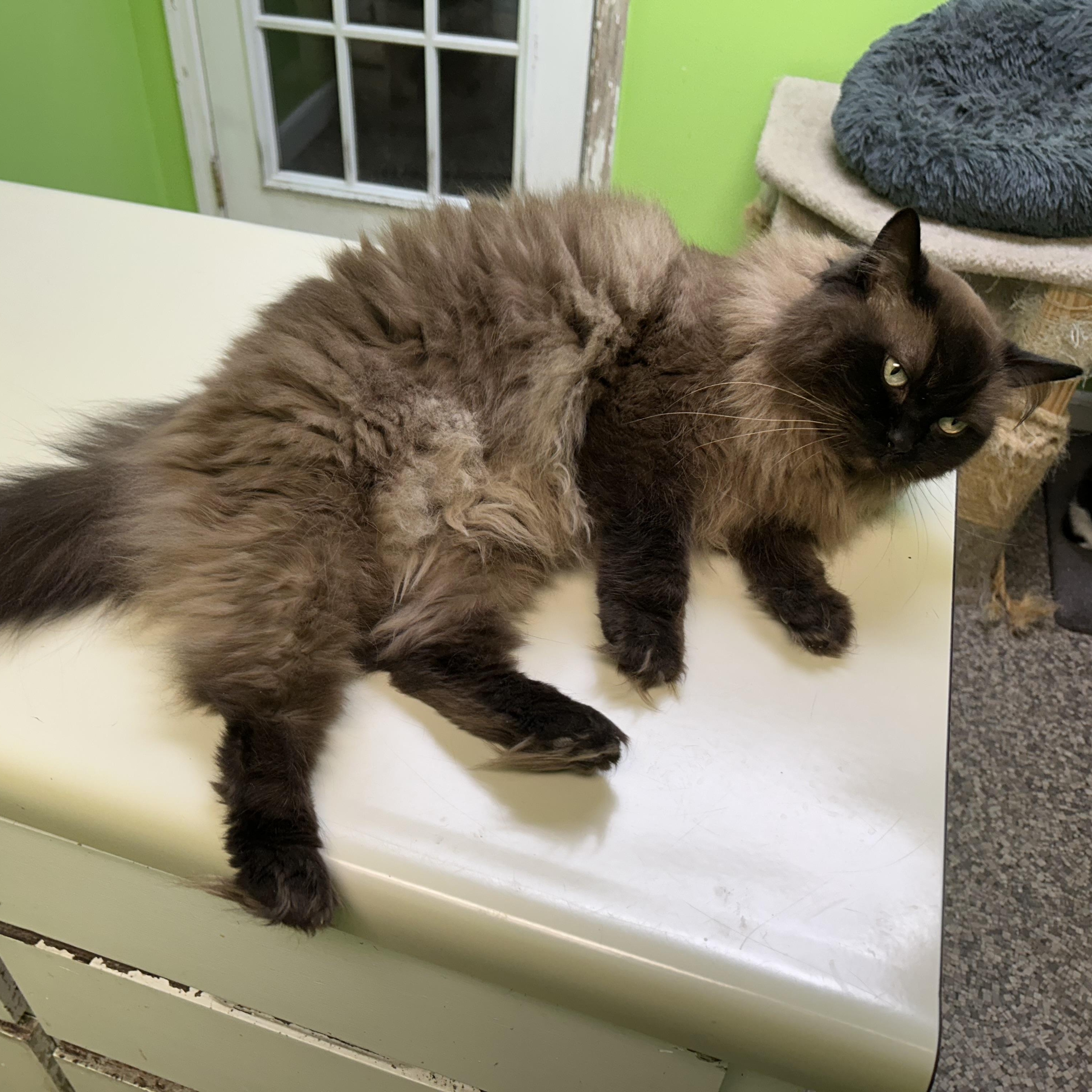 Misa and Phoebe, an adoptable Ragdoll in Memphis, TN, 38119 | Photo Image 5