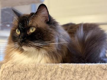Misa and Phoebe, an adoptable Ragdoll in Memphis, TN, 38119 | Photo Image 1