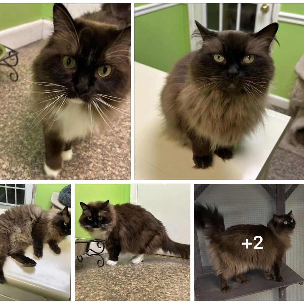 Misa and Phoebe, an adoptable Ragdoll in Memphis, TN, 38119 | Photo Image 1