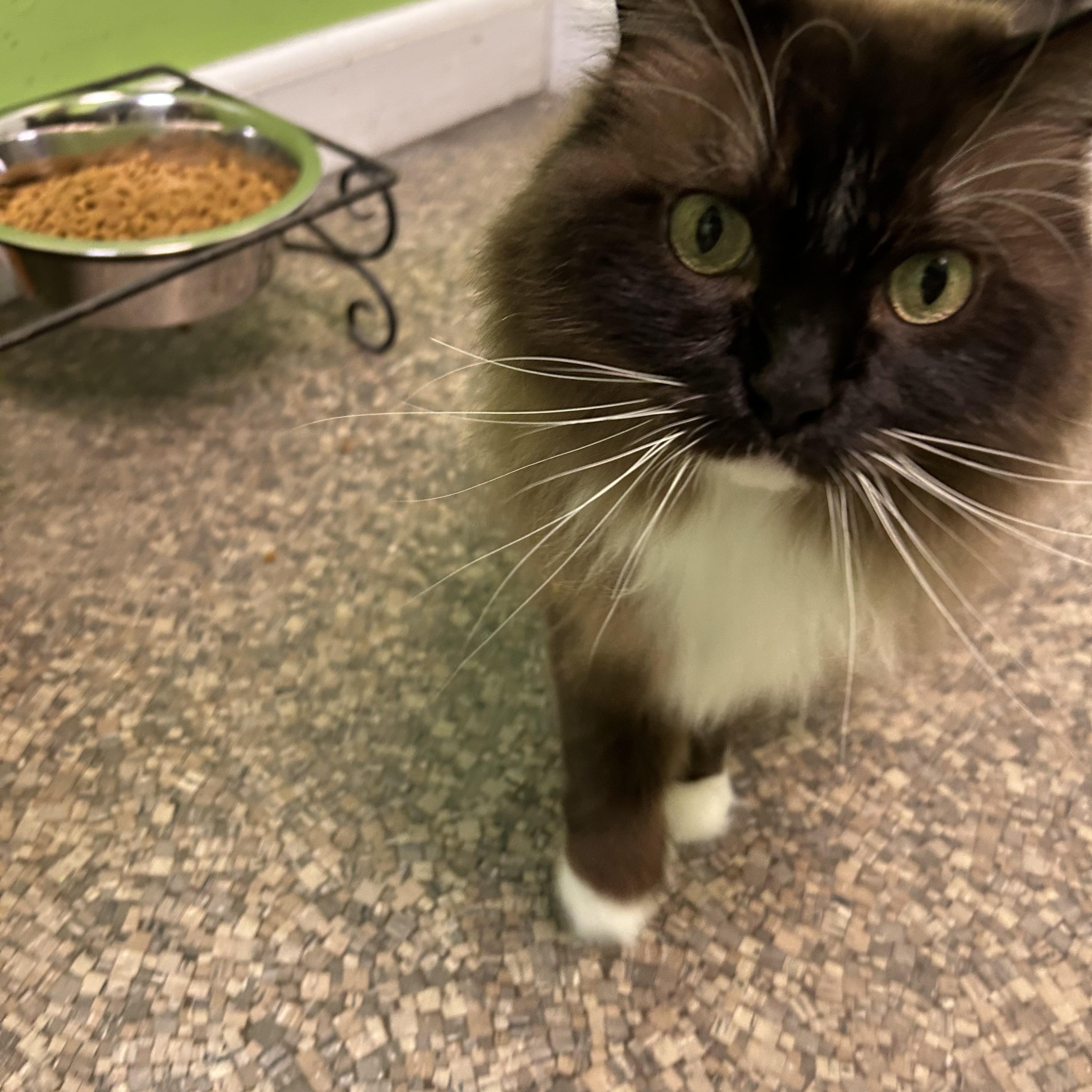 Misa and Phoebe, an adoptable Ragdoll in Memphis, TN, 38119 | Photo Image 2