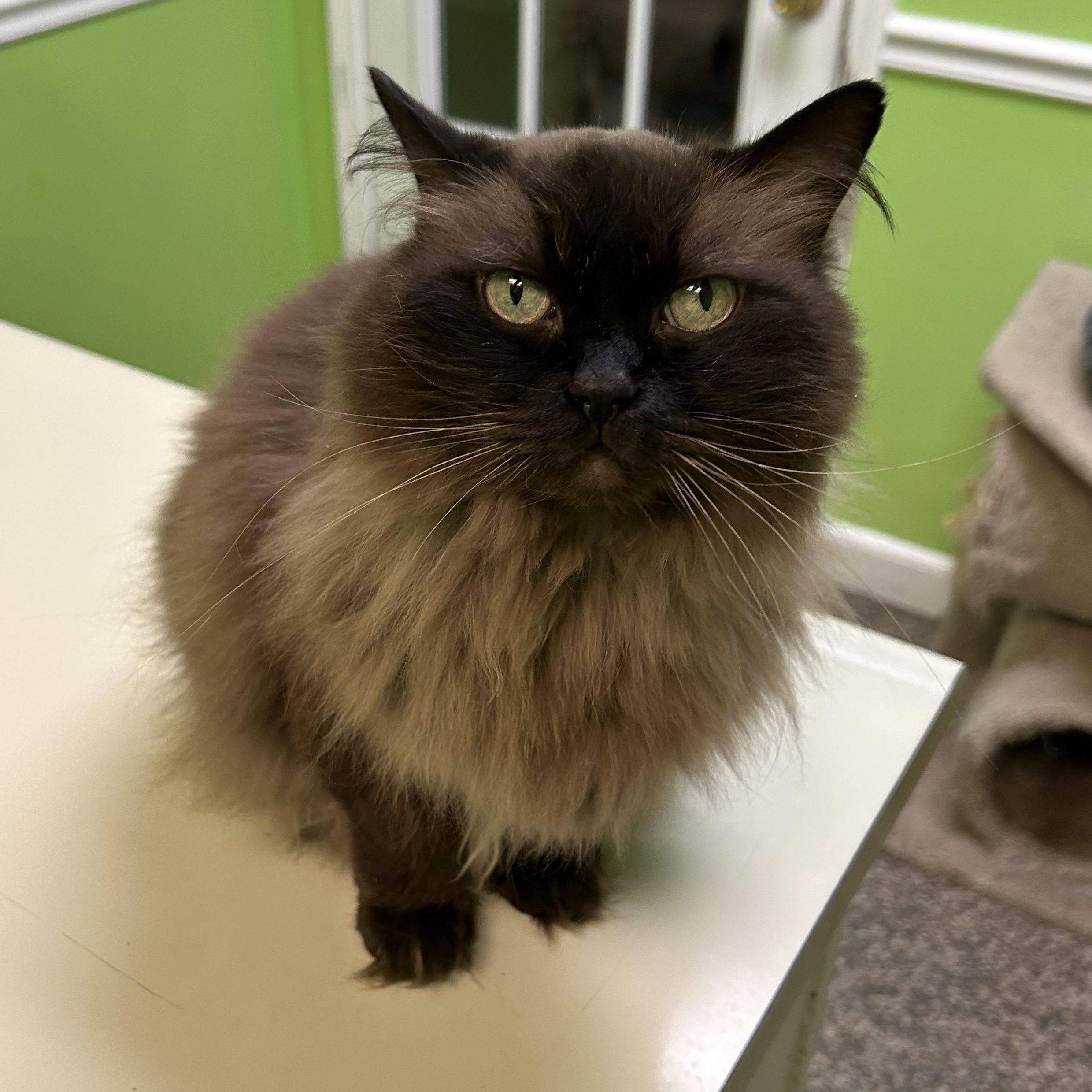 Misa and Phoebe, an adoptable Ragdoll in Memphis, TN, 38119 | Photo Image 3