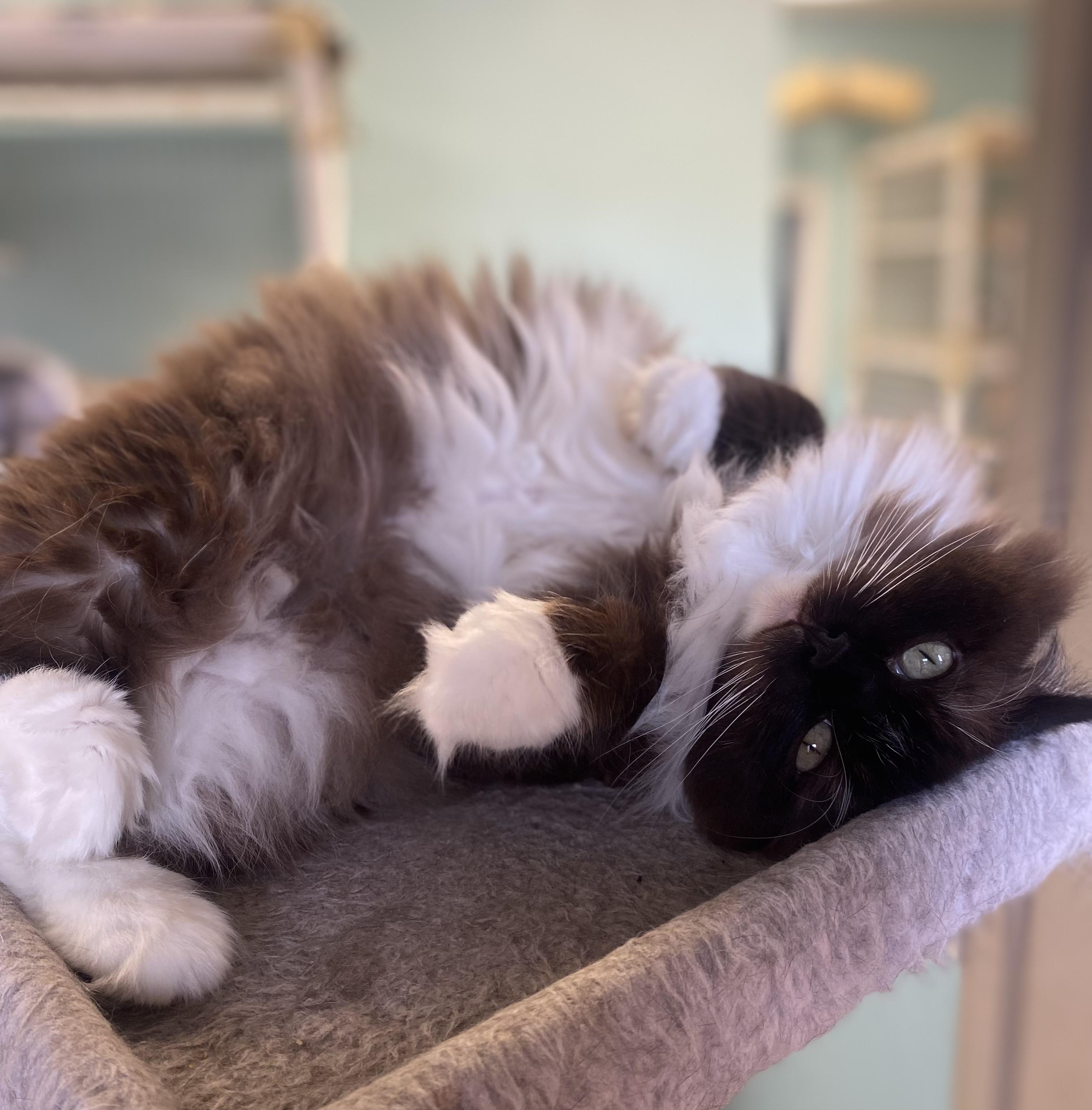 Misa and Phoebe, an adoptable Ragdoll in Memphis, TN, 38119 | Photo Image 4