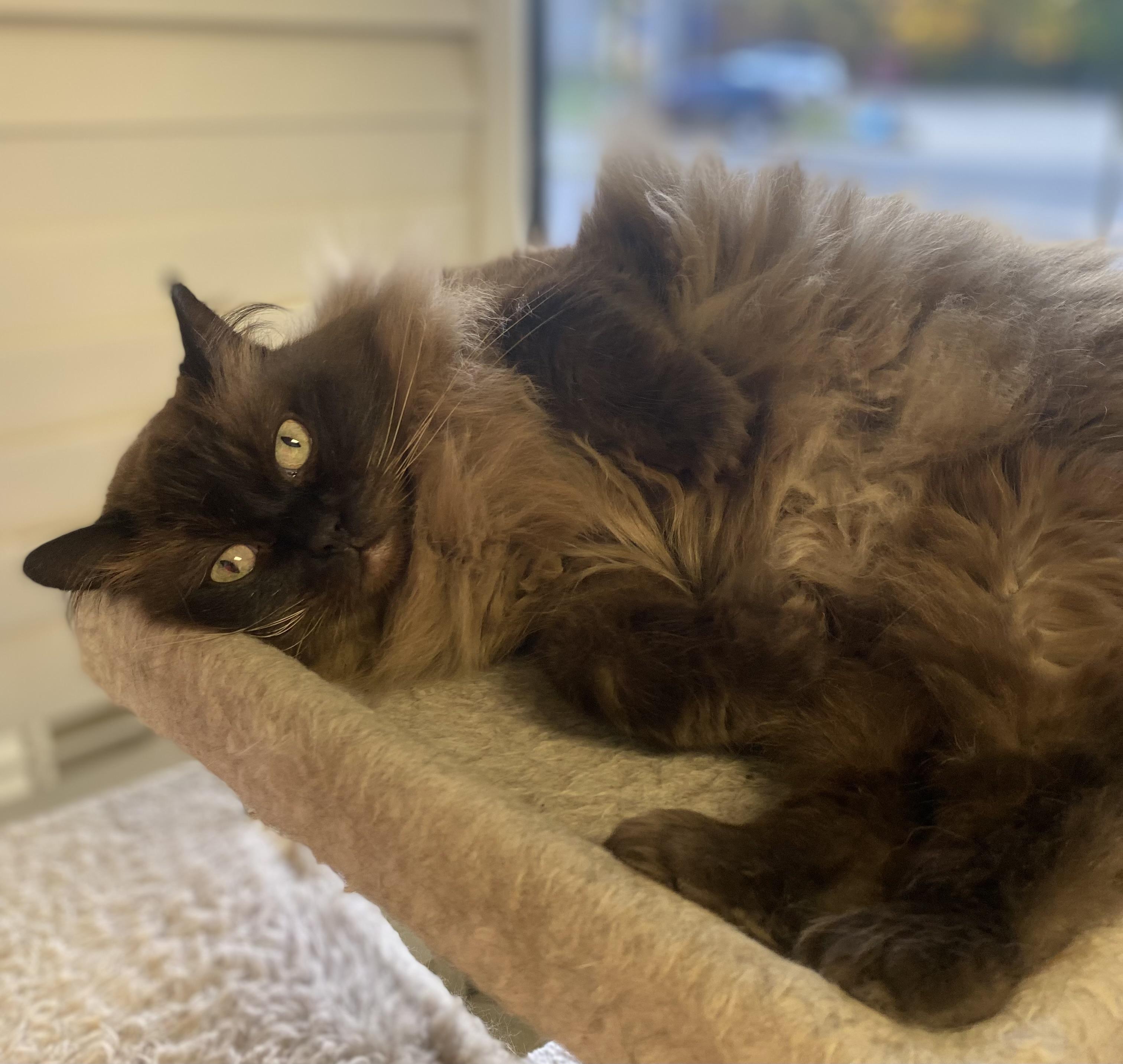 Misa and Phoebe, an adoptable Ragdoll in Memphis, TN, 38119 | Photo Image 3