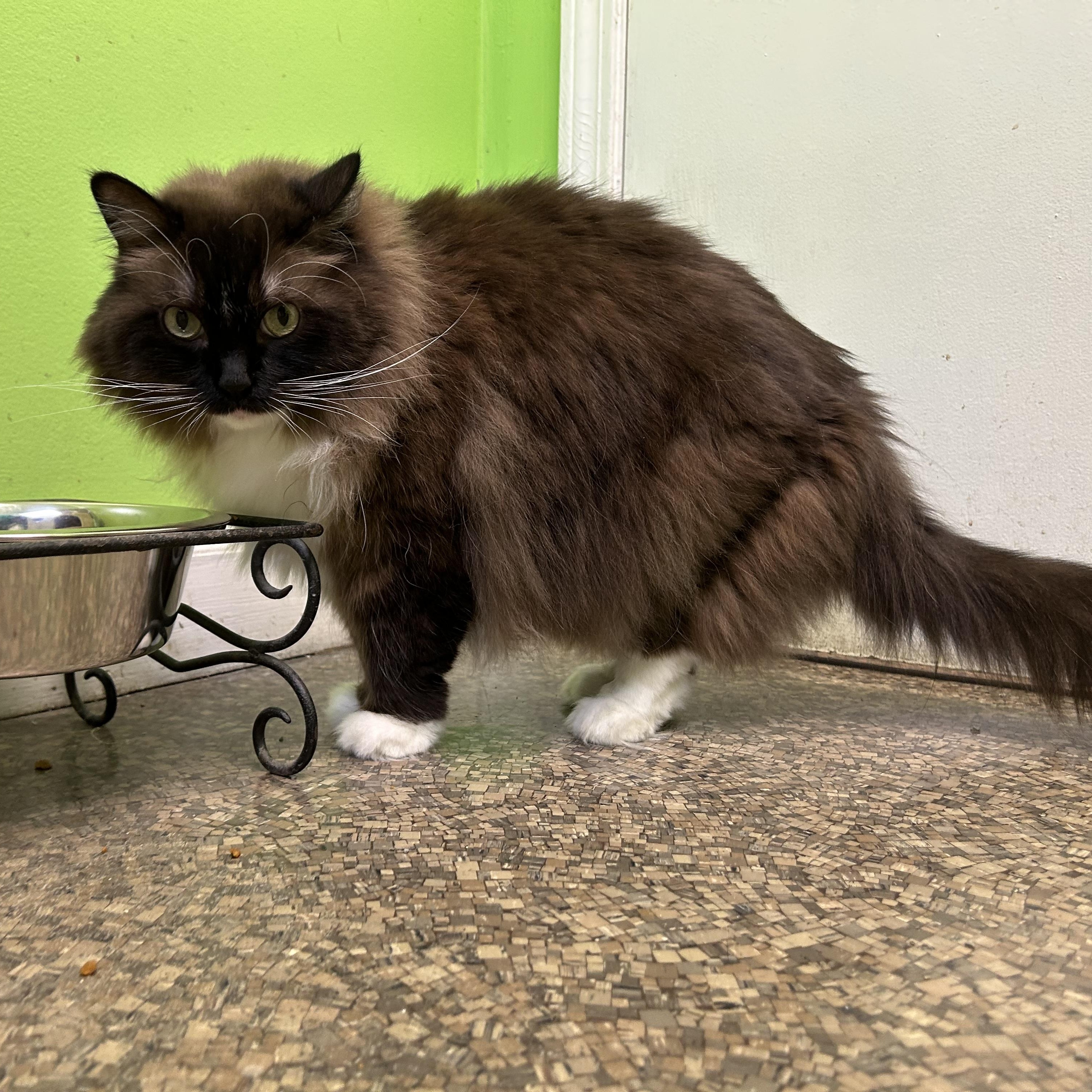 Misa and Phoebe, an adoptable Ragdoll in Memphis, TN, 38119 | Photo Image 4