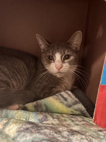 Enlarge Sky, a Adoptable mixed breed in Quakertown, PA image 1/3