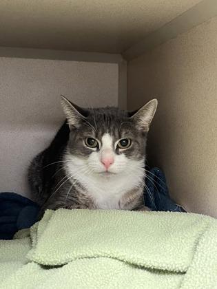 Enlarge Sky, a Adoptable mixed breed in Quakertown, PA image 1/3