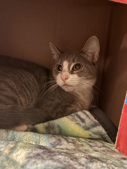 Enlarge Sky, a Adoptable mixed breed in Quakertown, PA image 2/3