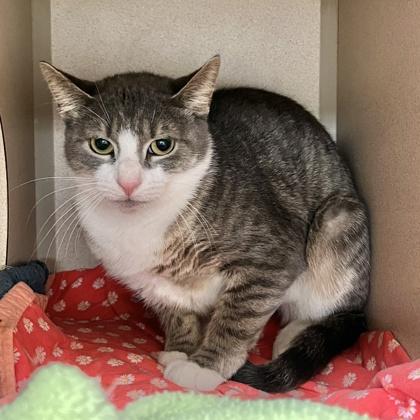 Enlarge Sky, a Adoptable mixed breed in Quakertown, PA image 2/3