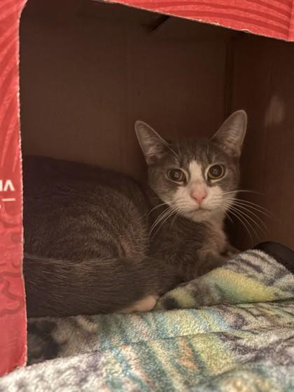 Enlarge Sky, a Adoptable mixed breed in Quakertown, PA image 3/3