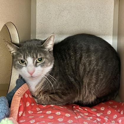 Enlarge Sky, a Adoptable mixed breed in Quakertown, PA image 3/3