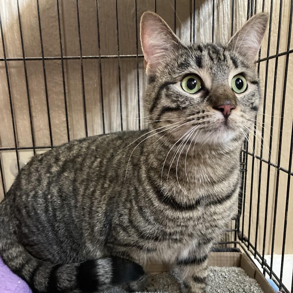 Little Miss, Adoptable, Adult Female Domestic Short Hair.