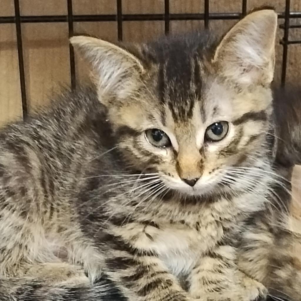 Enlarge Little Miss, a Adoptable Domestic Short Hair in Marion, IL image 2/2