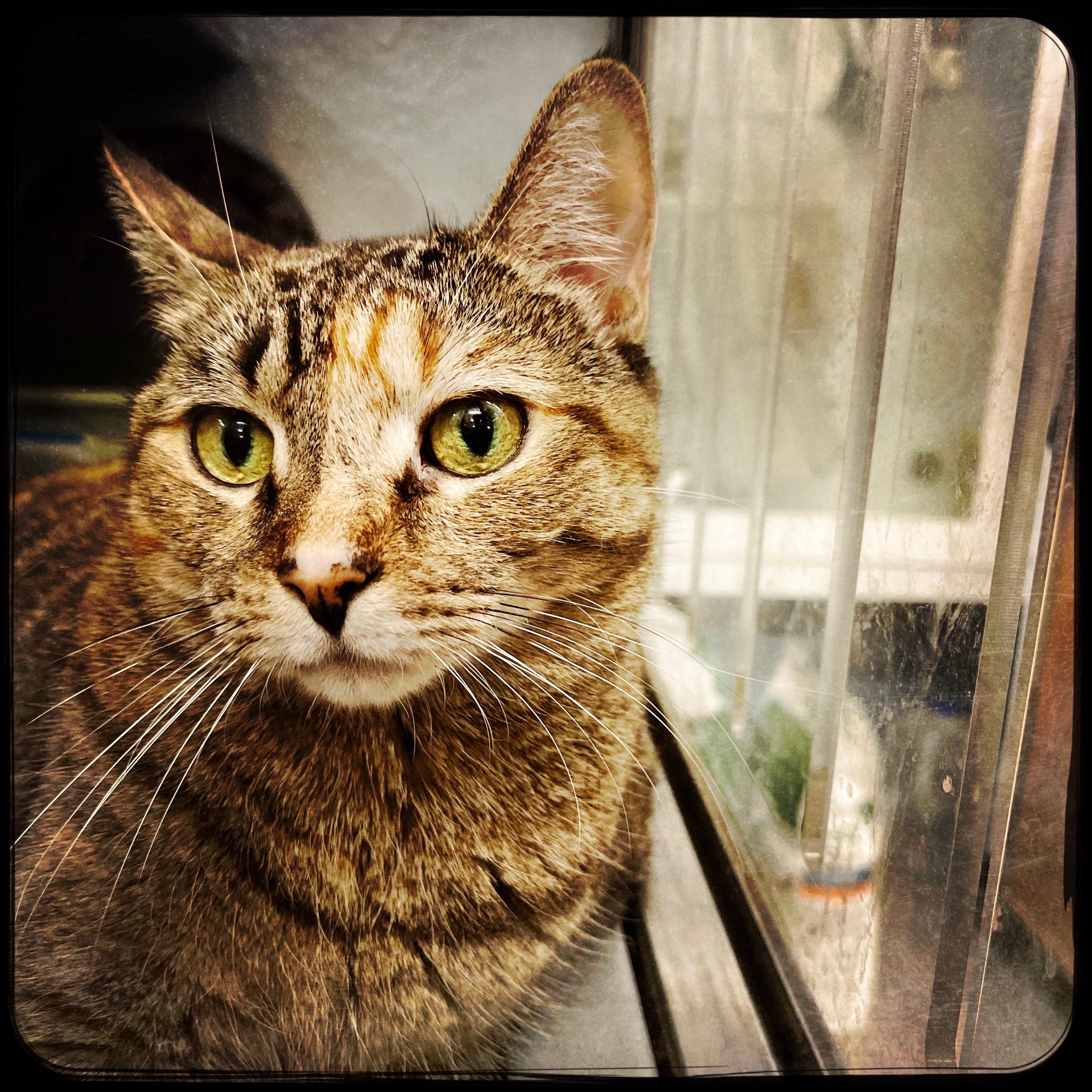 Enlarge Cher, a Adoptable Domestic Short Hair in New York, NY image 4/5