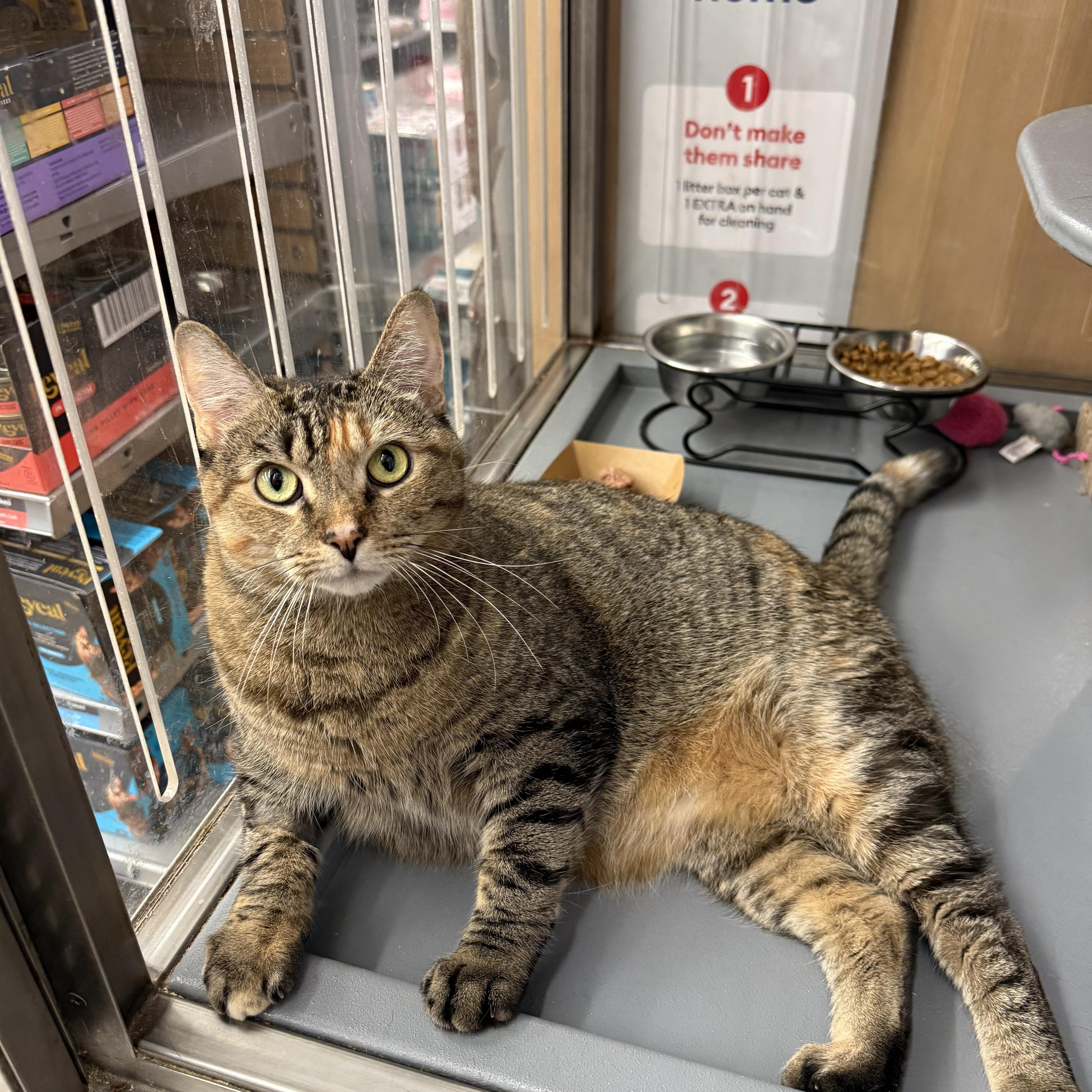 Enlarge Cher, a Adoptable Domestic Short Hair in New York, NY image 3/5