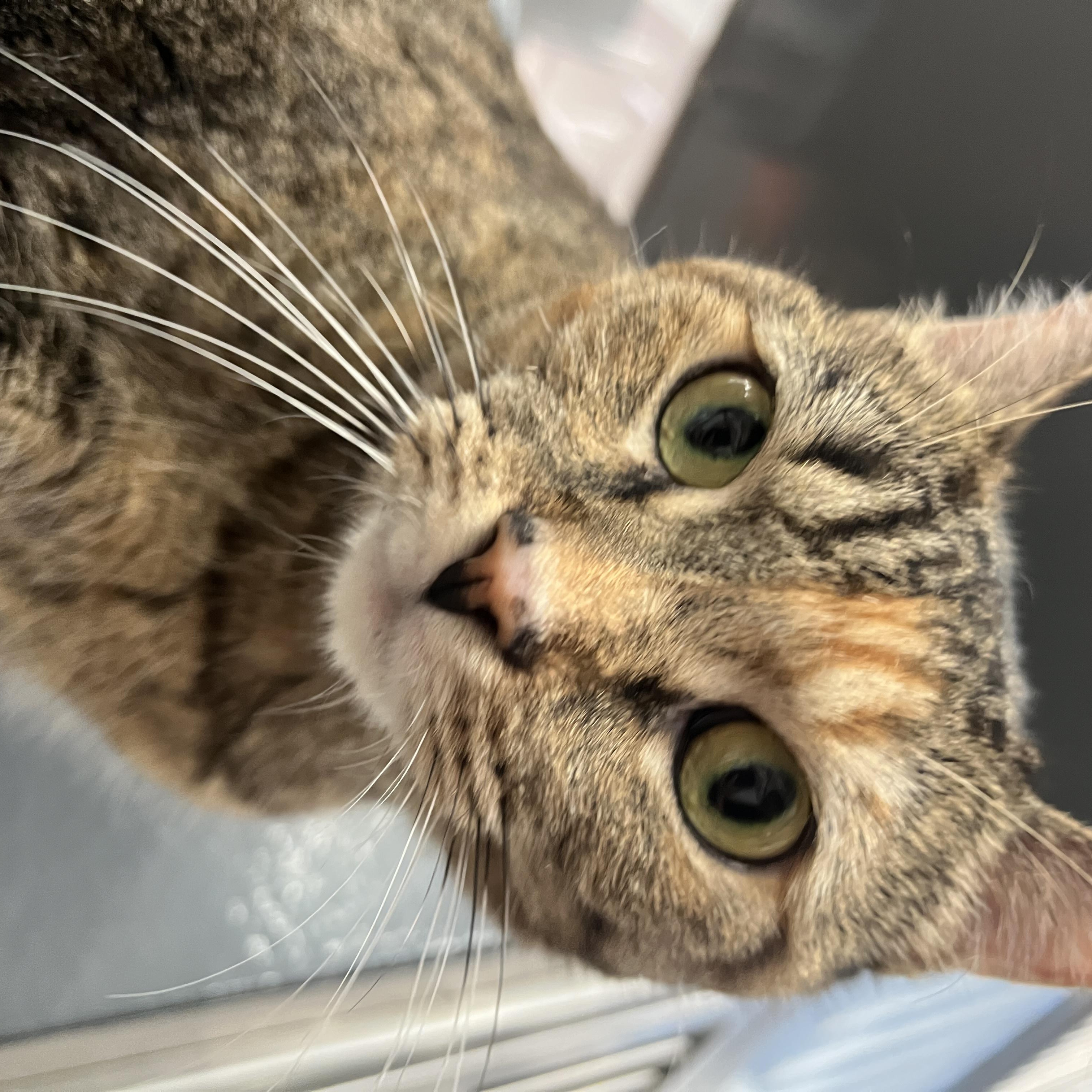 Enlarge Cher, a Adoptable Domestic Short Hair in New York, NY image 2/5