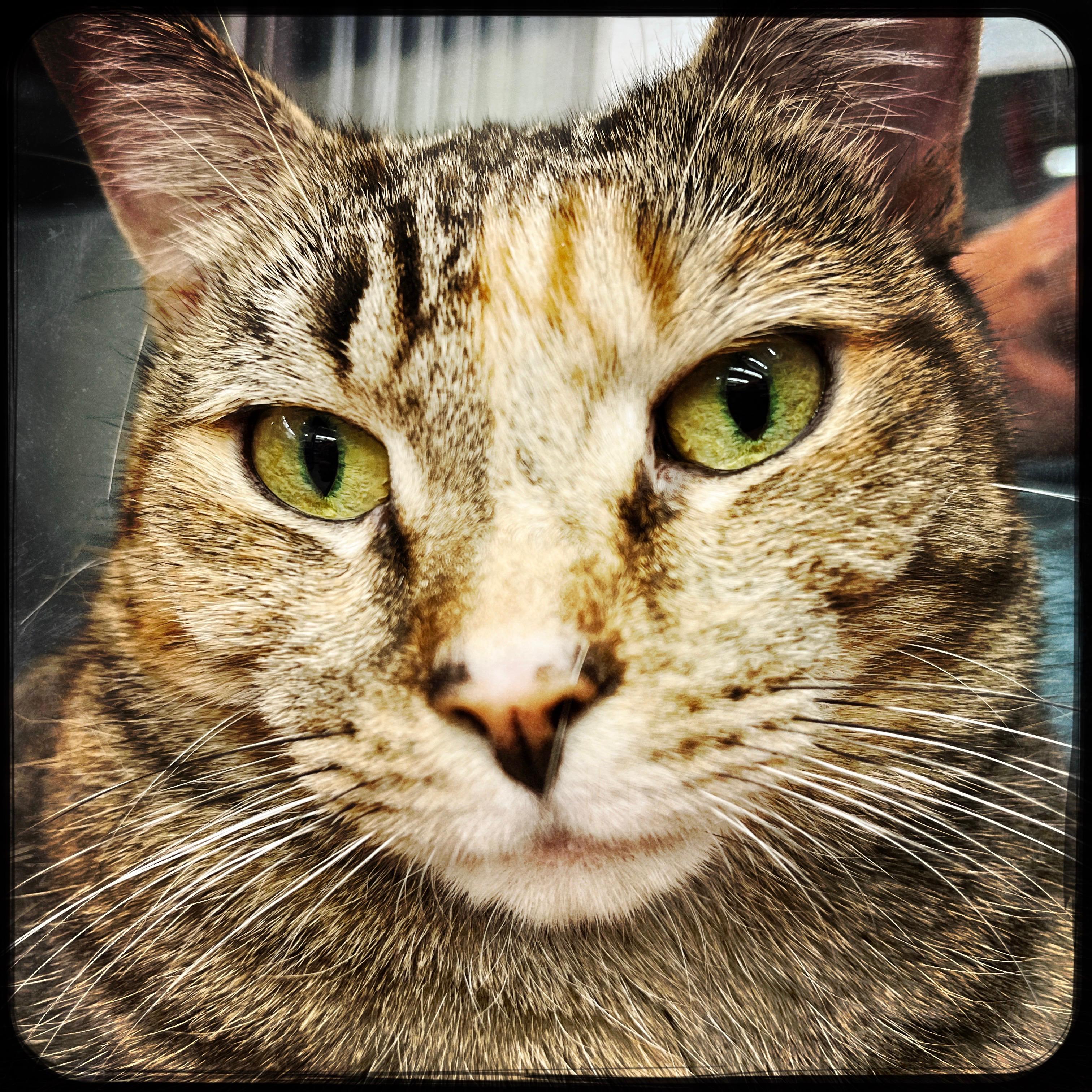 Cher, Adoptable, Young Female Domestic Short Hair.