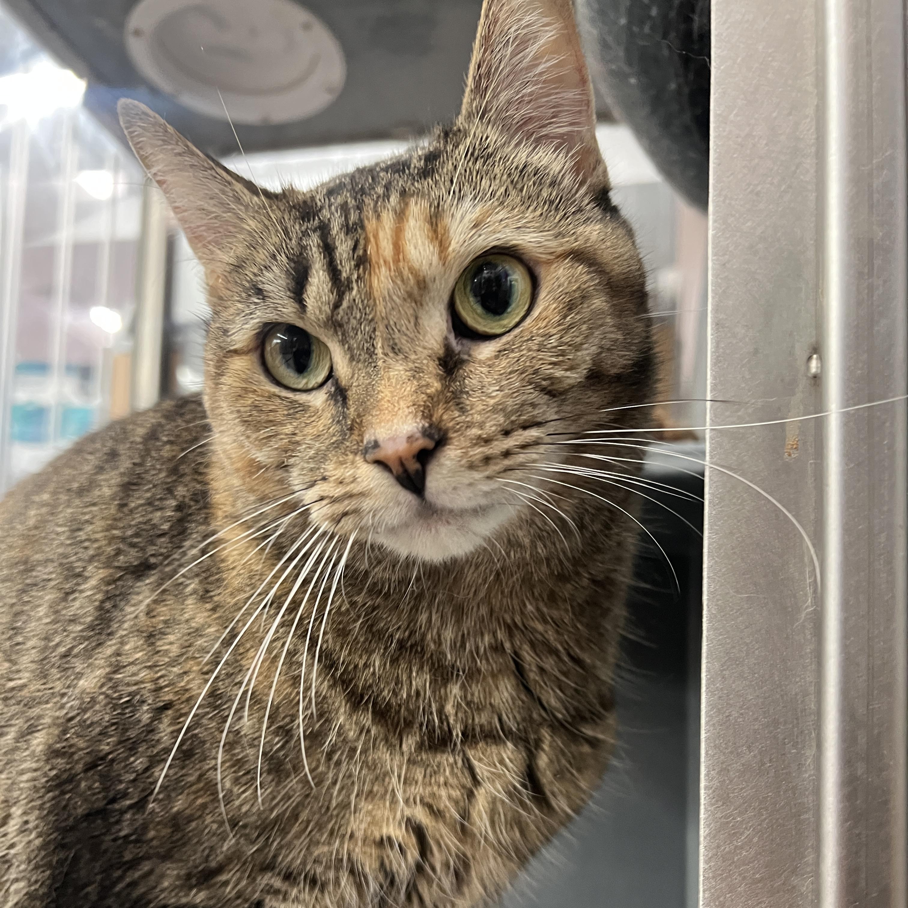 Enlarge Cher, a Adoptable Domestic Short Hair in New York, NY image 5/5