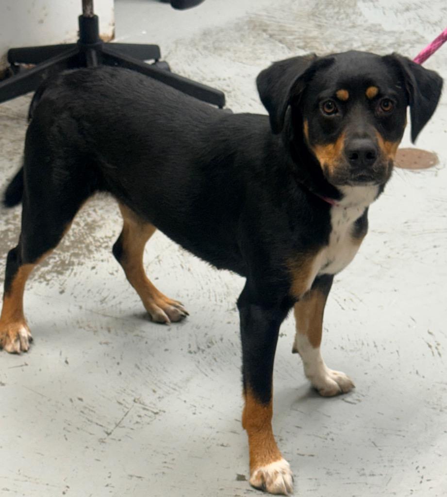 Tootsie, Adoptable, Young Female Beagle & Greater Swiss Mountain Dog.