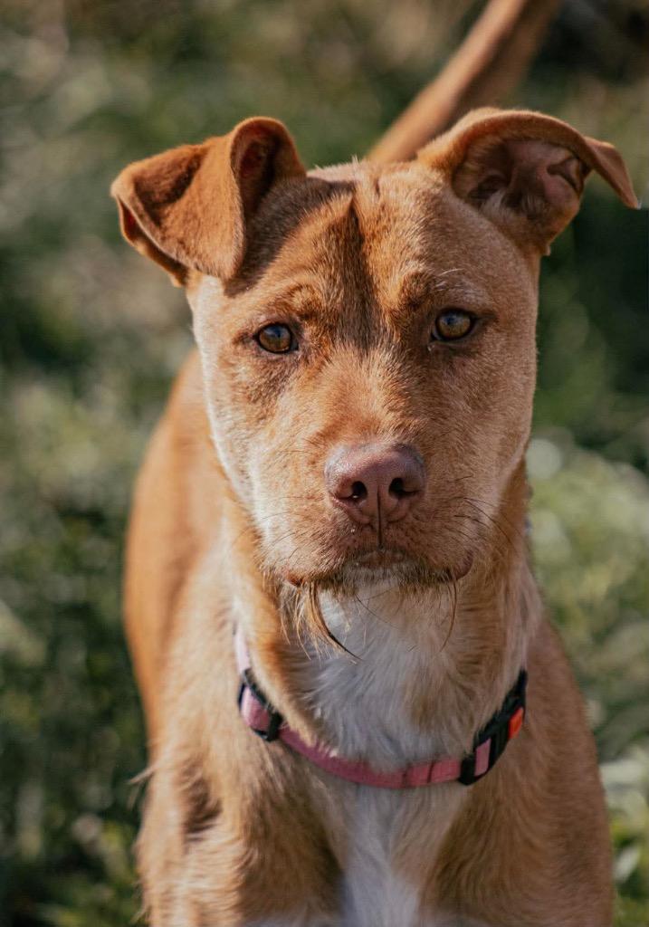 Enlarge Lucky, a Adoptable mixed breed in Yellowknife, NT image 1/5