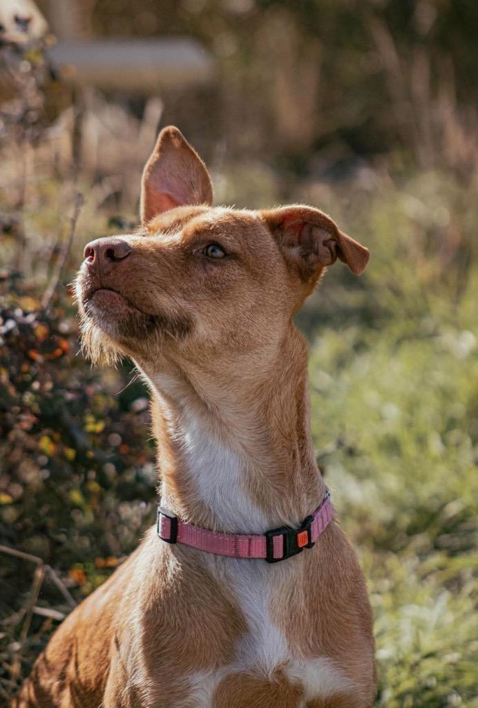 Enlarge Lucky, a Adoptable mixed breed in Yellowknife, NT image 2/5