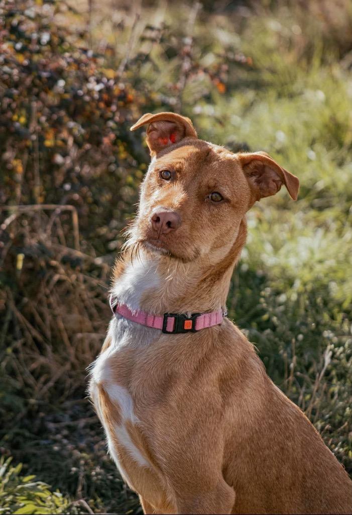 Enlarge Lucky, a Adoptable mixed breed in Yellowknife, NT image 3/5