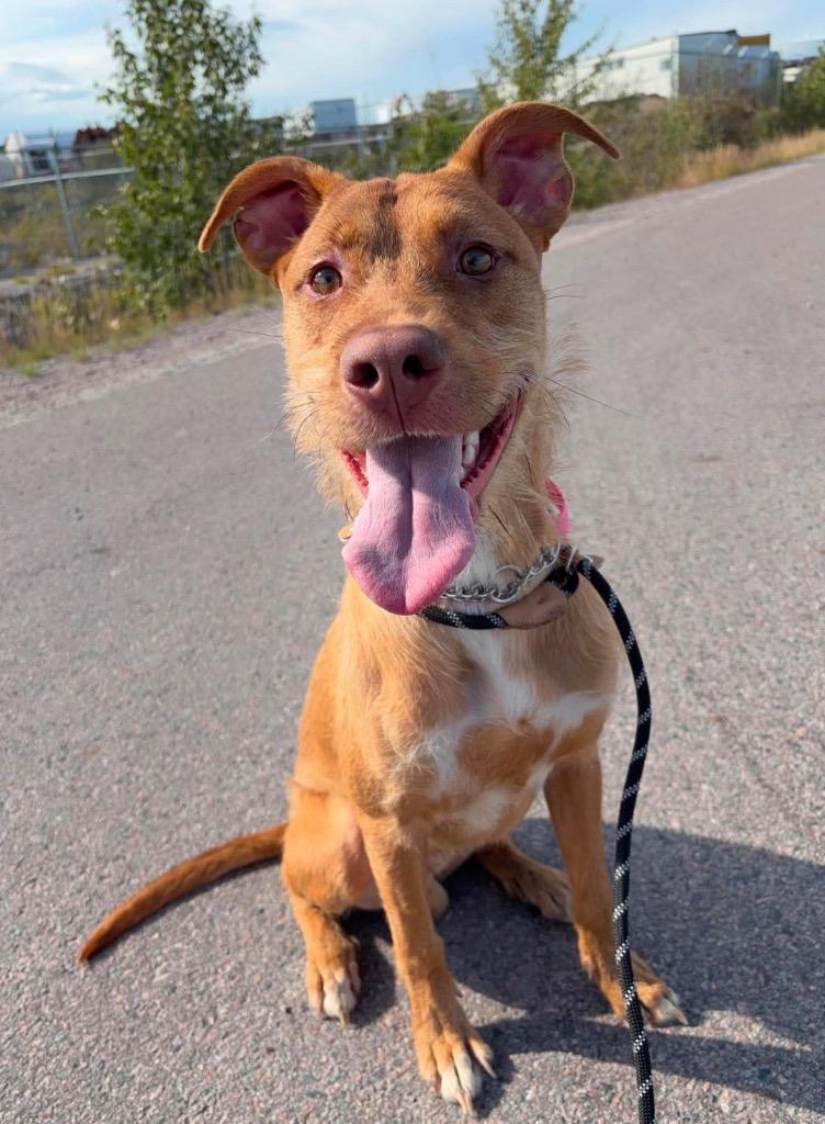 Lucky, Adoptable, Puppy Male Terrier & German Shepherd Dog.