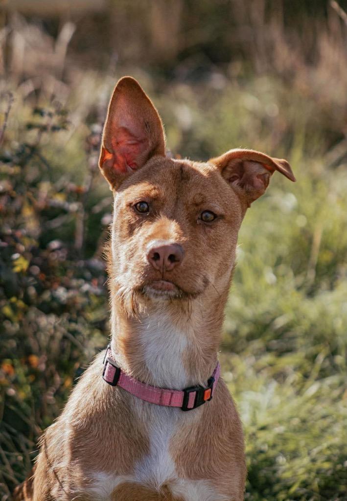 Enlarge Lucky, a Adoptable mixed breed in Yellowknife, NT image 5/5