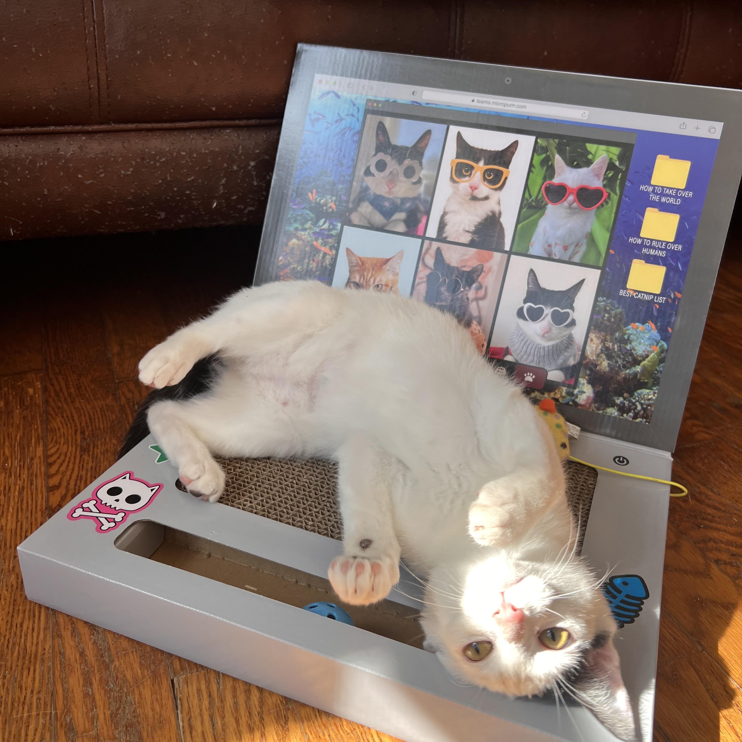 Enlarge Ghost, a ADOPTABLE Domestic Short Hair in Howell, MI image 4/4