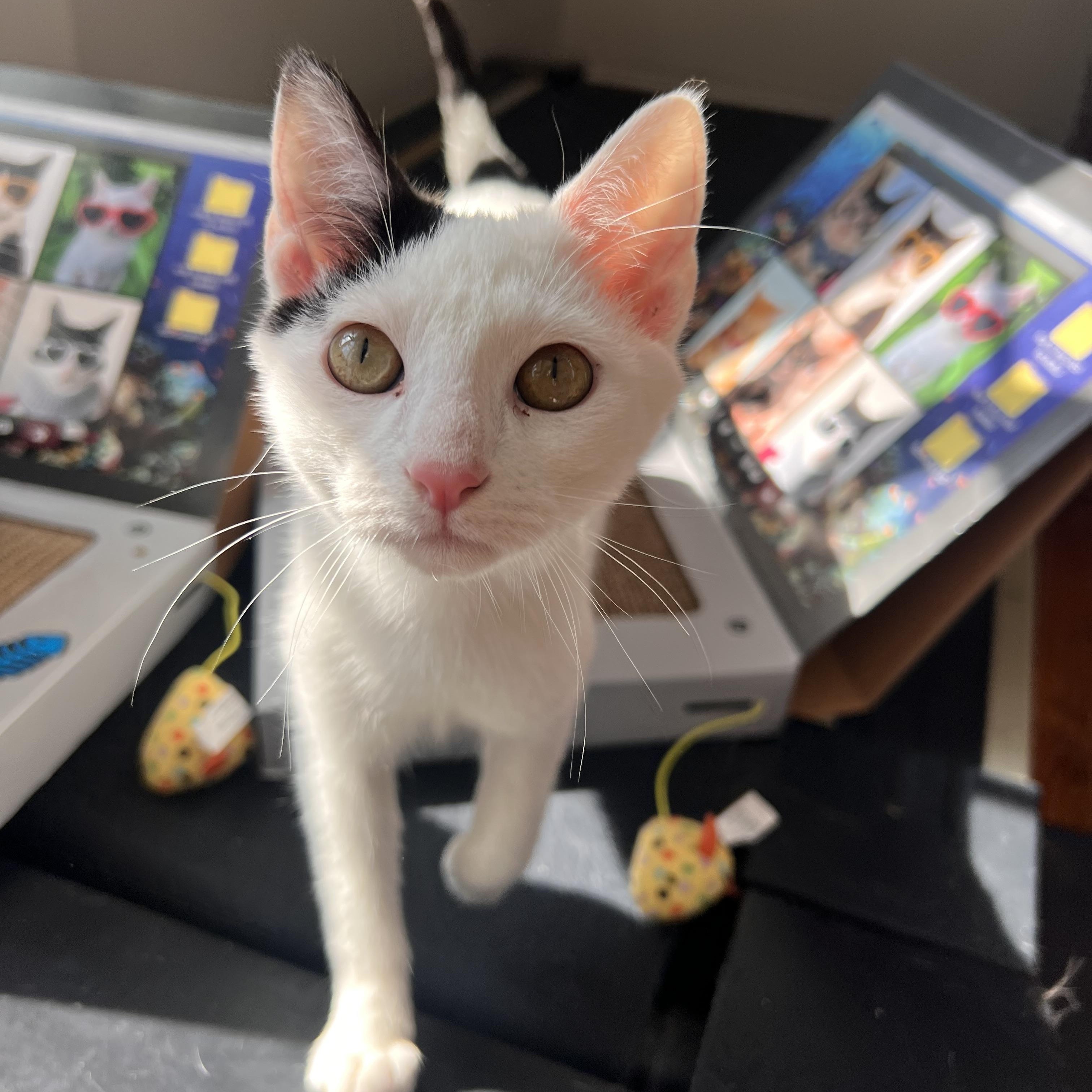 Enlarge Ghost, a ADOPTABLE Domestic Short Hair in Howell, MI image 3/4