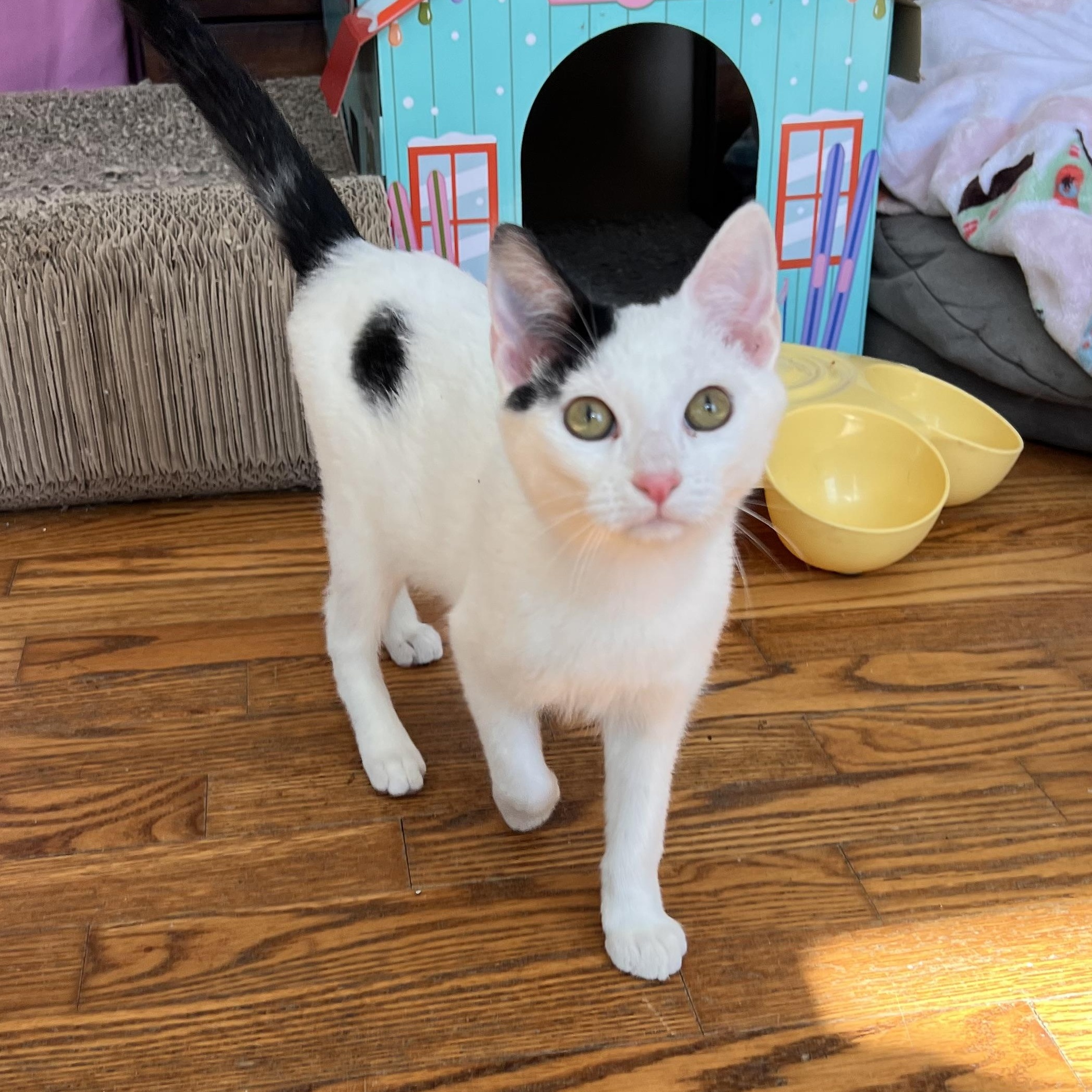 Ghost, ADOPTABLE, Young Male Domestic Short Hair.