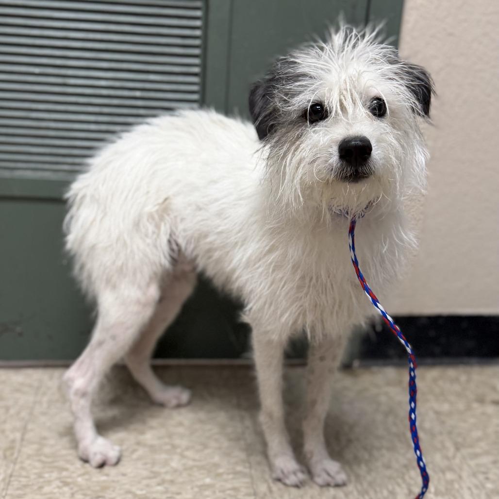 DOG 04/21/2026, Adoptable, Adult Male Terrier.