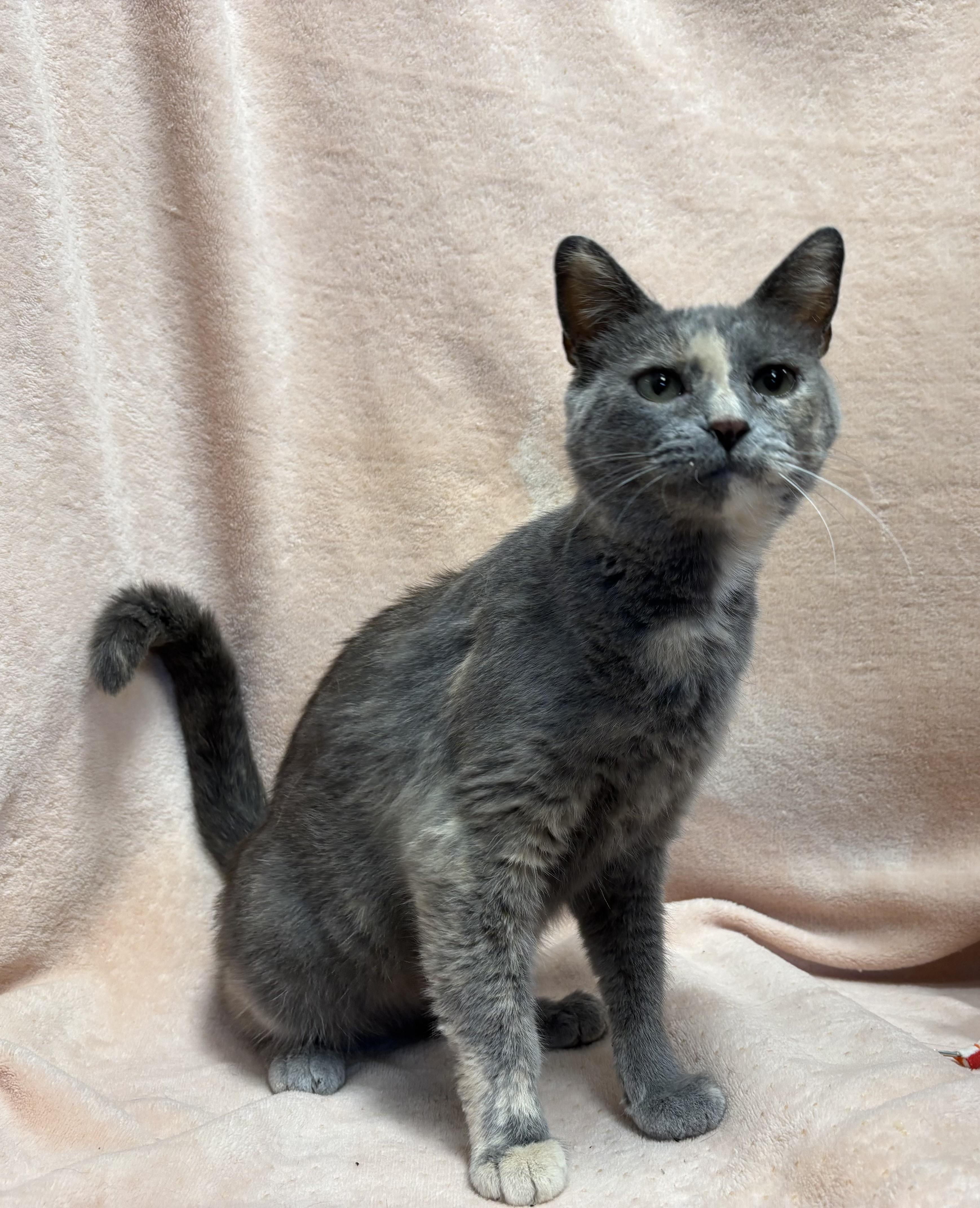 Chanel, an adoptable Domestic Short Hair in Torrington, WY, 82240 | Photo Image 1