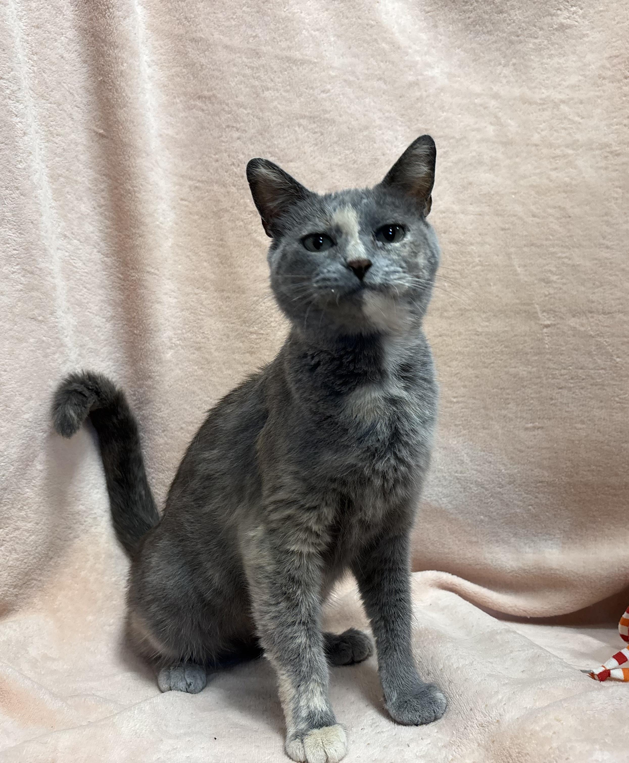 Chanel, an adoptable Domestic Short Hair in Torrington, WY, 82240 | Photo Image 2