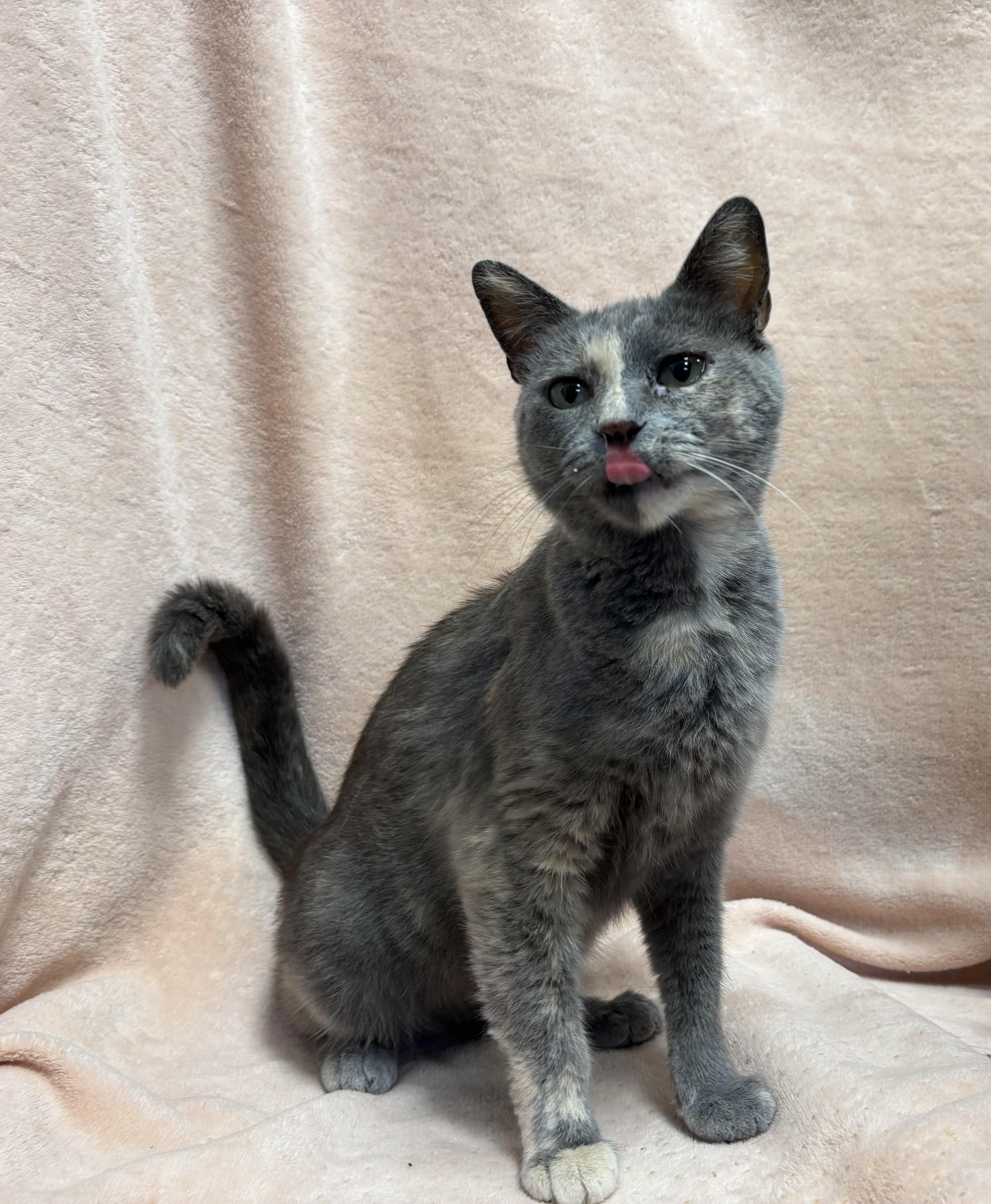 Chanel, an adoptable Domestic Short Hair in Torrington, WY, 82240 | Photo Image 3