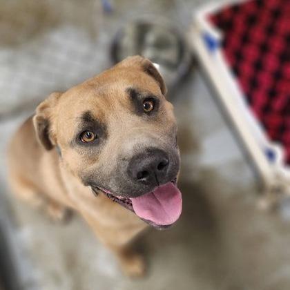 Moe, Adoptable, Adult Male American Bulldog.