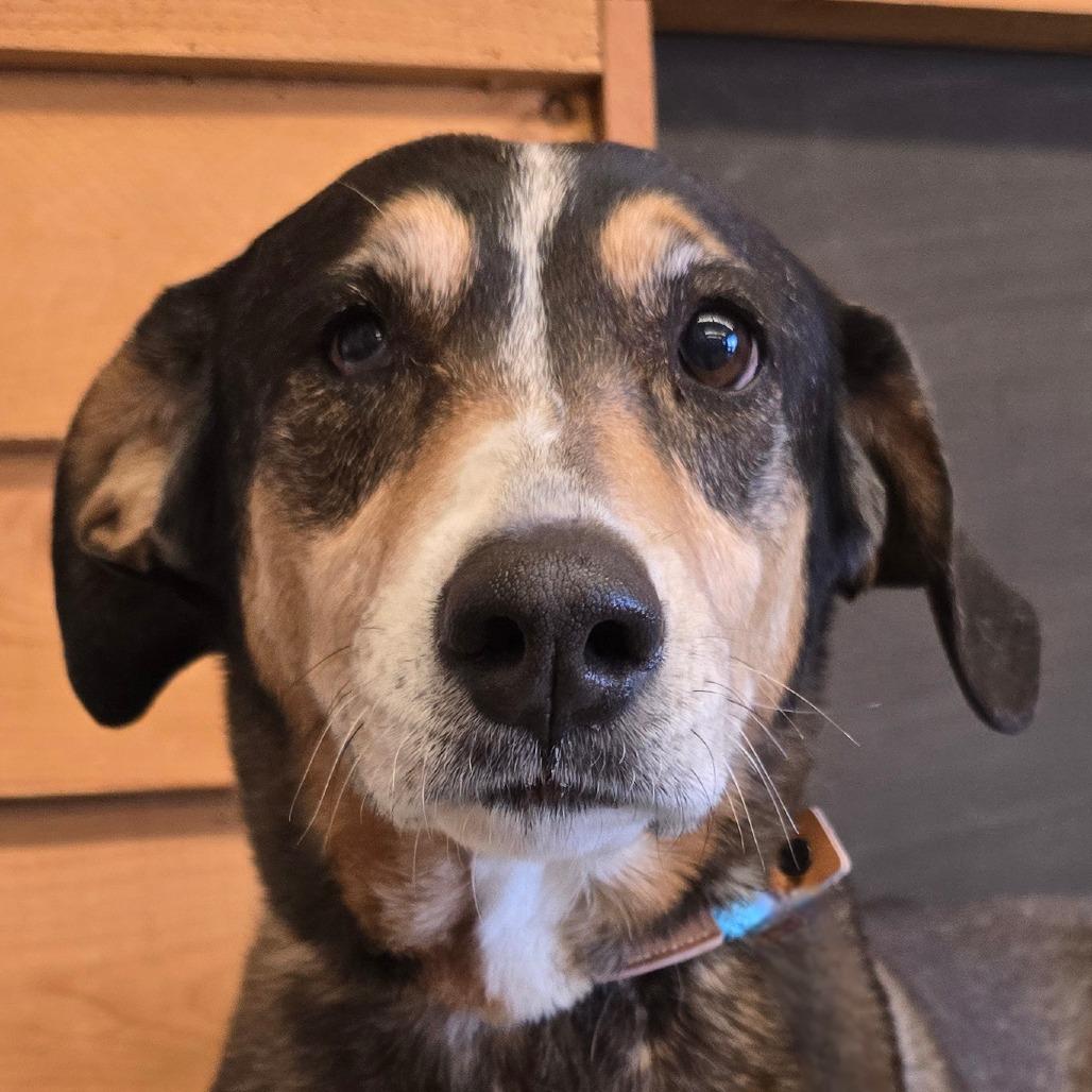 Daisy, Adoptable, Senior Female Mixed Breed.
