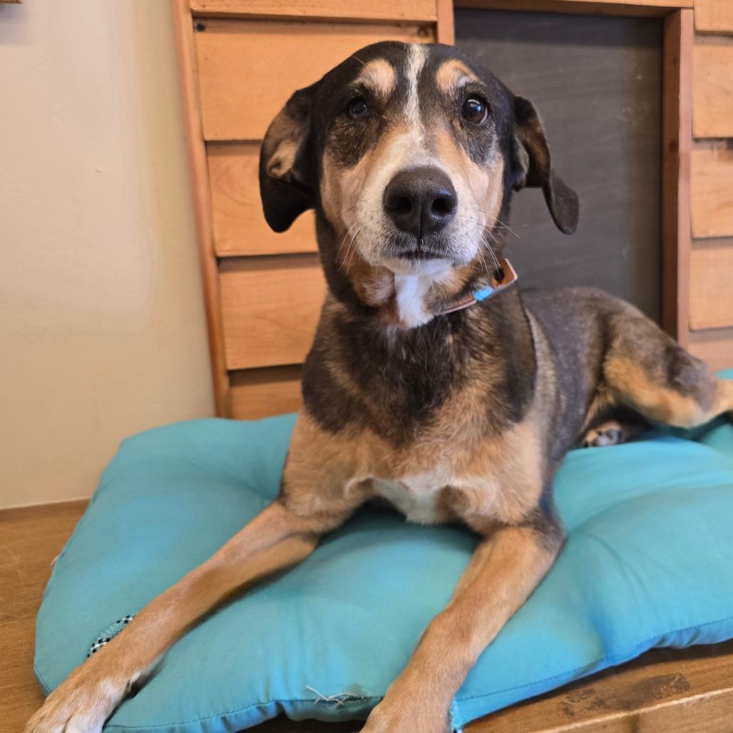 Enlarge Daisy, a Adoptable Mixed Breed in Wickenburg, AZ image 2/4