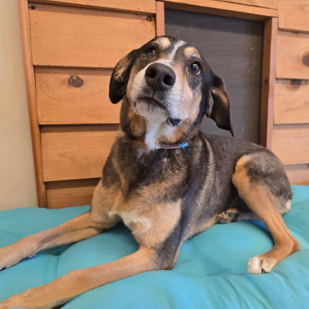 Enlarge Daisy, a Adoptable Mixed Breed in Wickenburg, AZ image 3/4