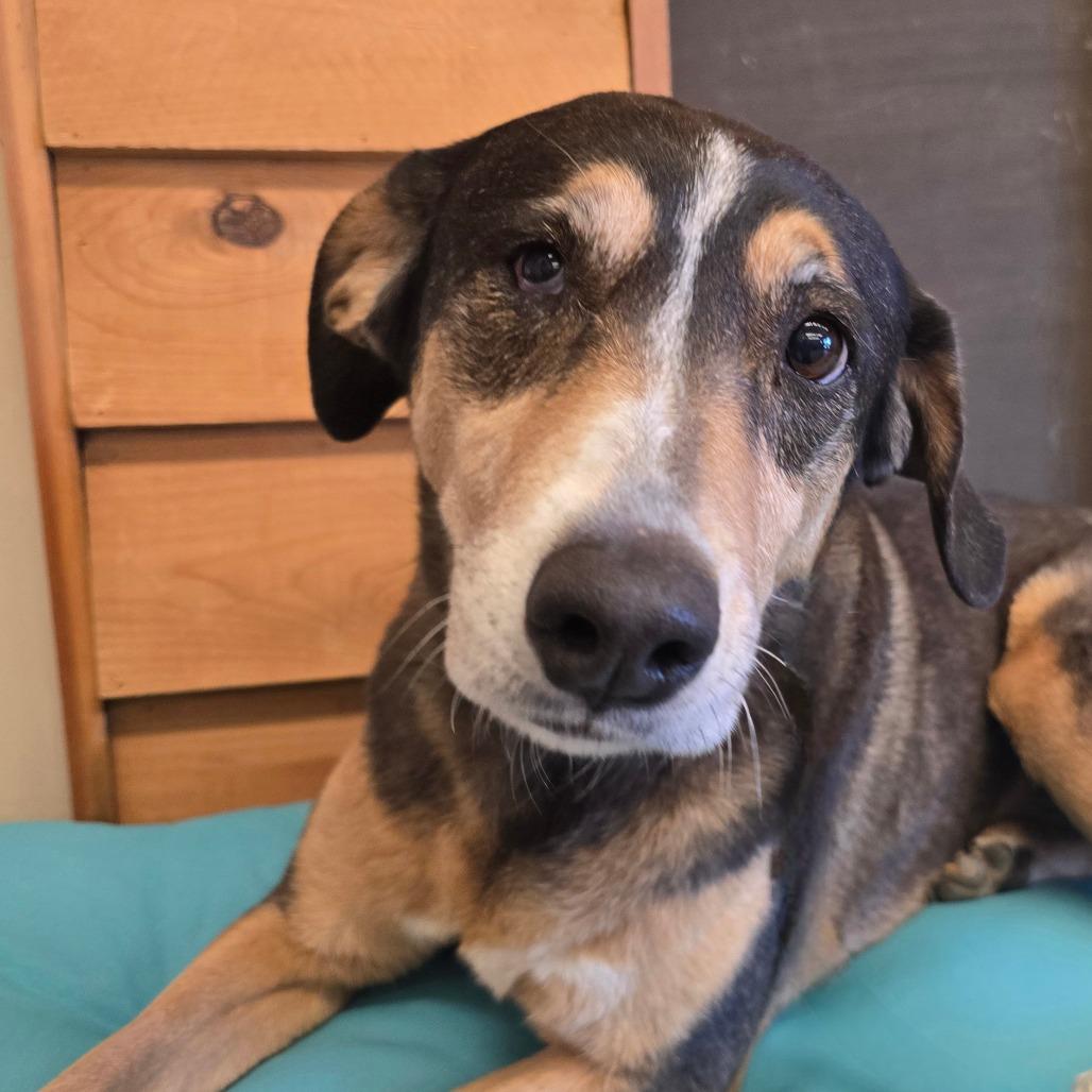 Daisy — thumbnail 4