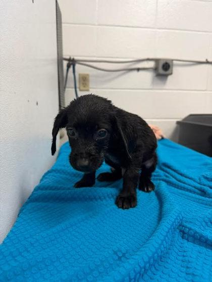 Enlarge Jordy, a Adoptable mixed breed in Spruce Pine, NC image 1/1