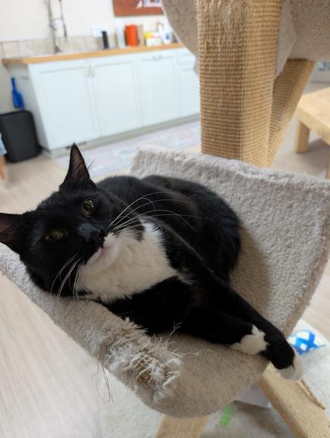 Denali, a Adoptable Domestic Medium Hair in Portland, OR image 1/6