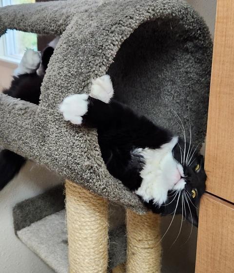 Denali, a Adoptable Domestic Medium Hair in Portland, OR image 2/6