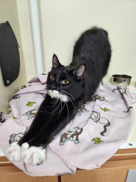 Denali, a Adoptable Domestic Medium Hair in Portland, OR image 3/6