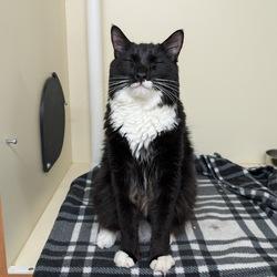 Denali, a Adoptable Domestic Medium Hair in Portland, OR image 4/6