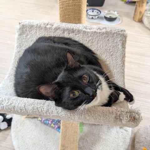 Denali, a Adoptable Domestic Medium Hair in Portland, OR image 5/6