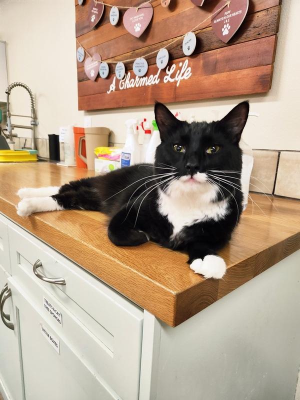 Denali, a Adoptable Domestic Medium Hair in Portland, OR image 6/6