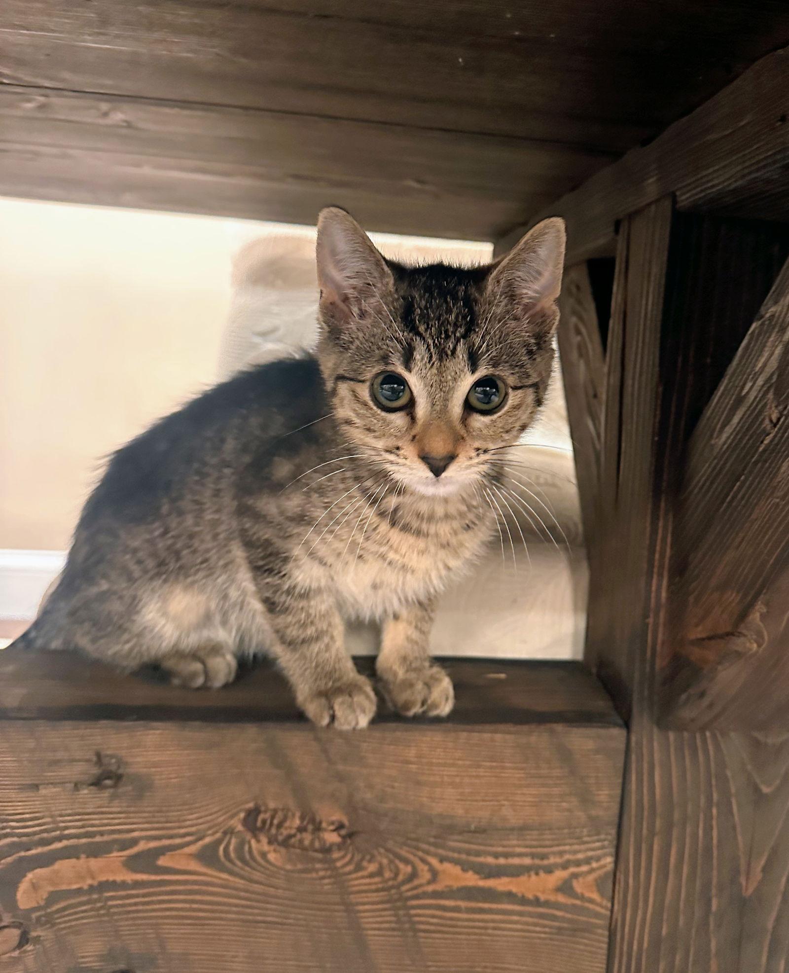 Rowan Kitten — thumbnail 2