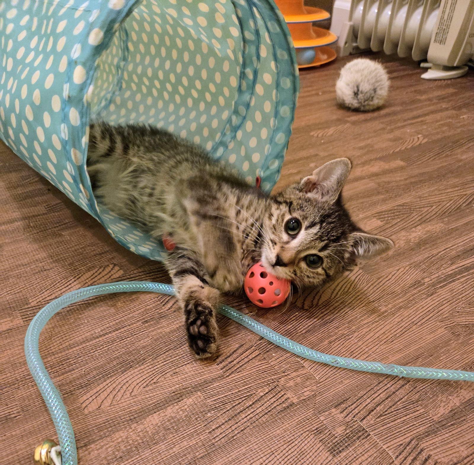 Rowan Kitten — thumbnail 3